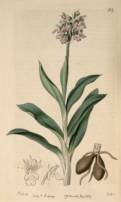 Illustration de Neotinea tridentata subsp. tridentata - M. Hart